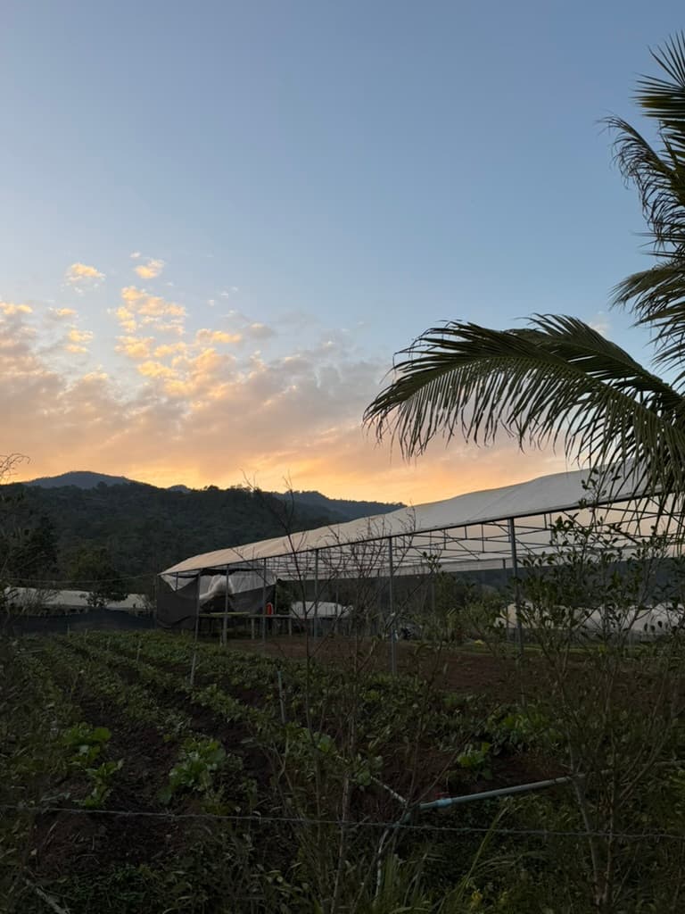 Greenhouse tunnels at sunset